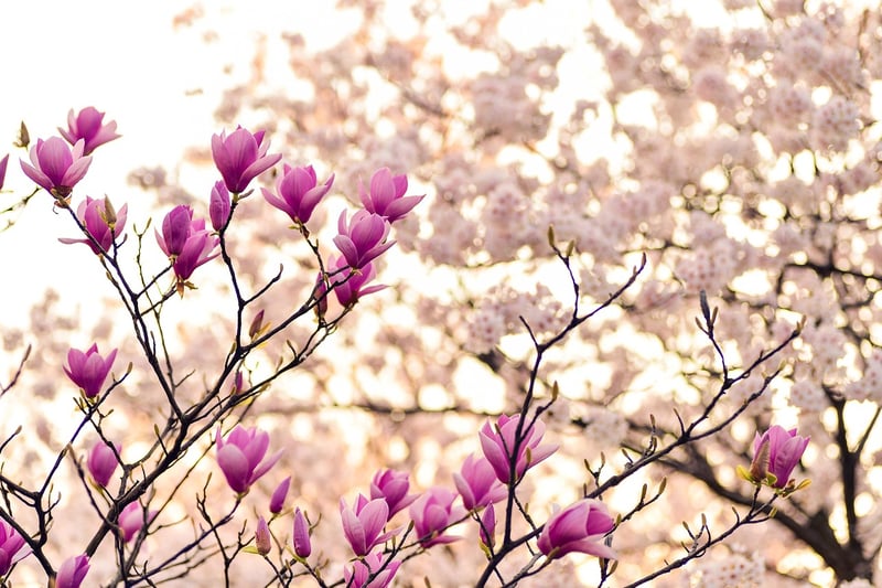 Fantasy arboretums