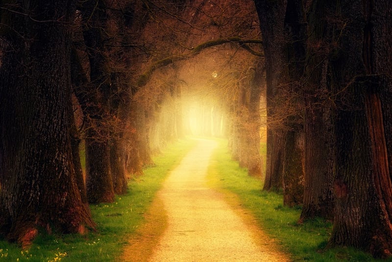 Fantasy Tree Mystical Forest